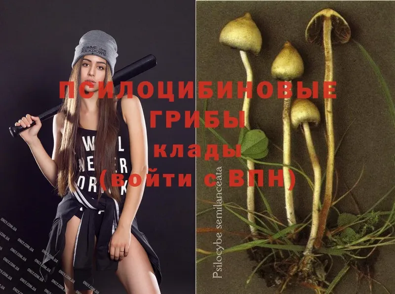 Псилоцибиновые грибы Psilocybe  Городец 